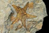 Fossil Starfish (Petraster?) & Edrioasteroids (Spinadiscus) - Morocco #175289-1